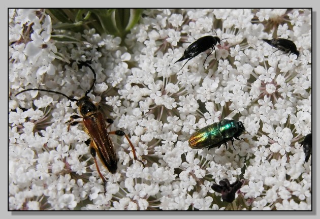 Acmaeoderella flavofasciata, Stenopterus ater e Anthaxia